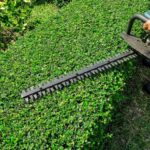 Potatura e sagomatura siepi e arbusti Roma Greengarden Service